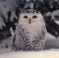 http://owls.narod.ru/pic-sb/046.jpg