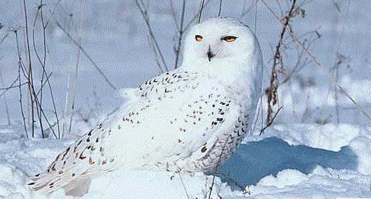 http://owls.narod.ru/pic-sb/056.jpg